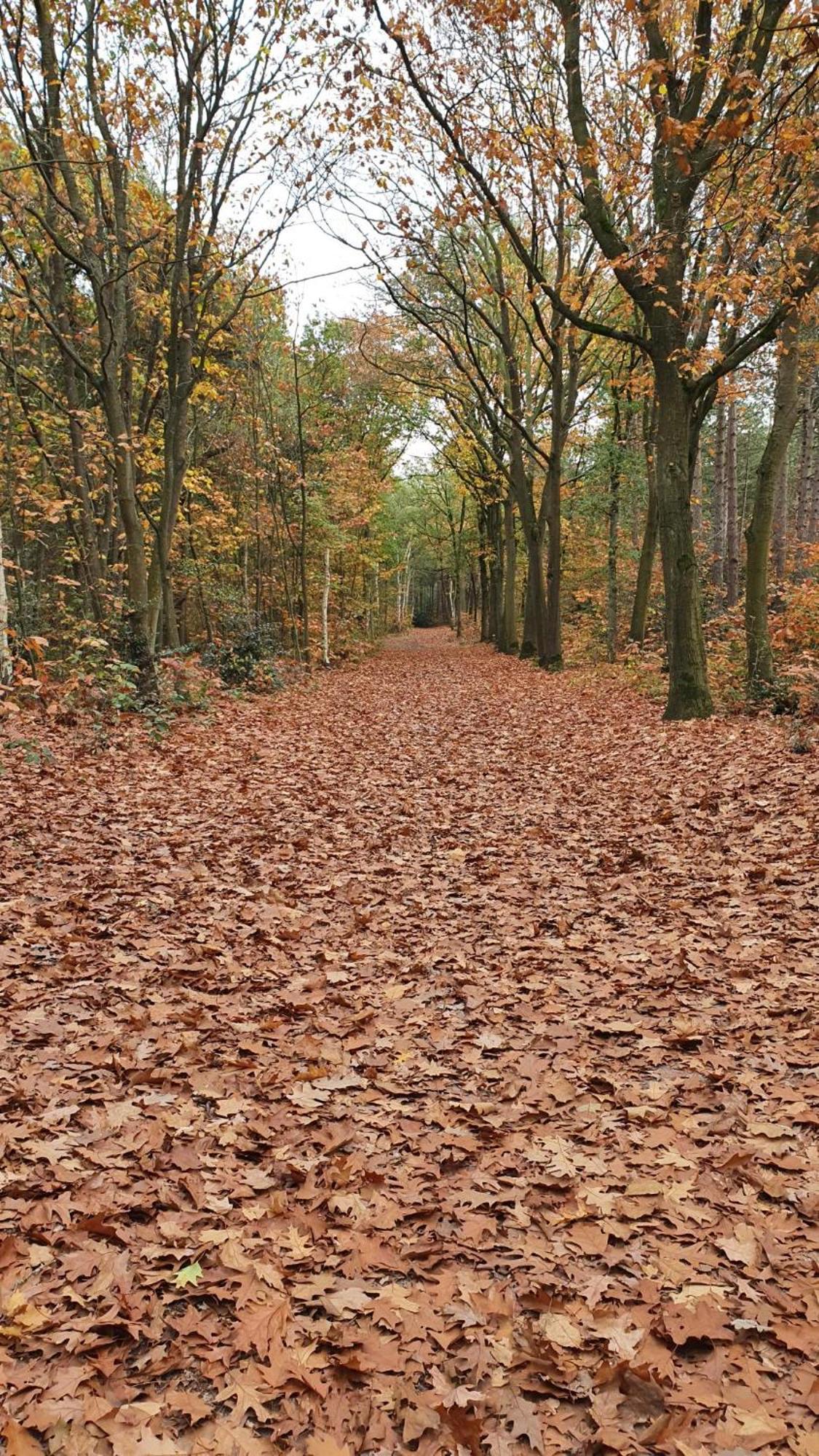 Bed And Breakfast Bij Ons In Het Bos Berg-op-Zoom Extérieur photo